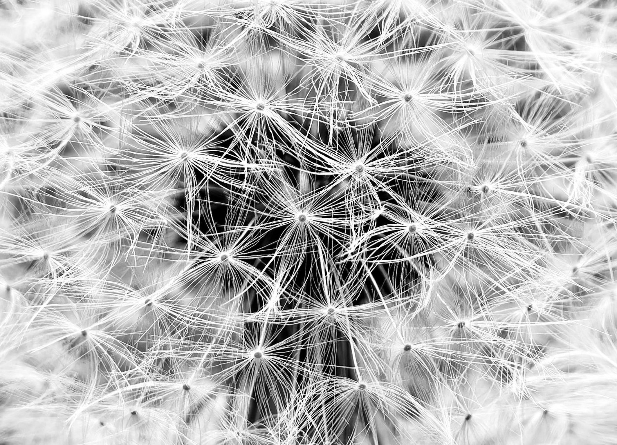 Pusteblume Pusteblume