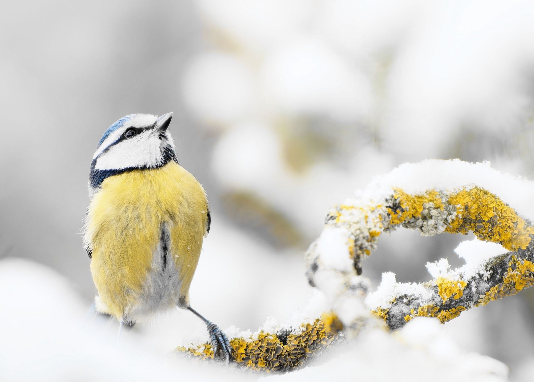 Wintermeise Wintermeise